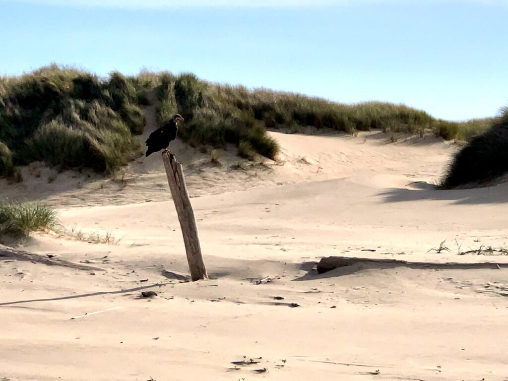 Kyle's eagle sighting at the beach